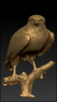 Eagle 3D scan